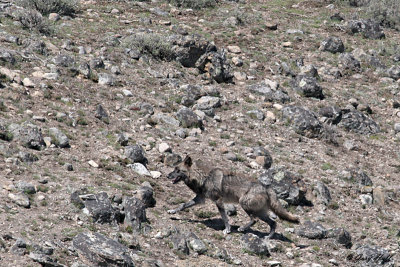 Madison Valley - Unknown Pack.jpg