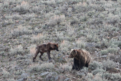 Wolf Grizzly Encounter.jpg
