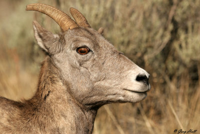 Big Horn Ewe.jpg