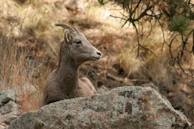 Big Horn Ewe 2.jpg