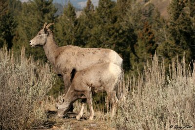 Big Horn Ewe  Lamb.jpg