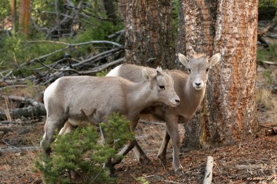 Big Horn Lambs.jpg