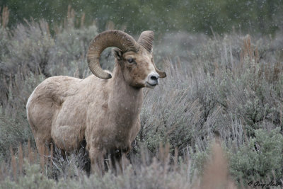 Big Horn Ram.jpg