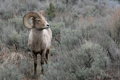 Big Horn Ram 2.jpg