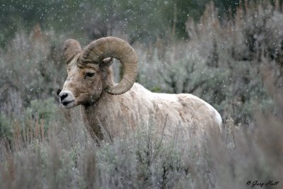 Big Horn Ram 3.jpg