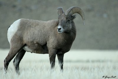 Big Horn Ram 4.jpg