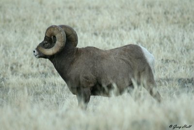 Big Horn Ram 5.jpg