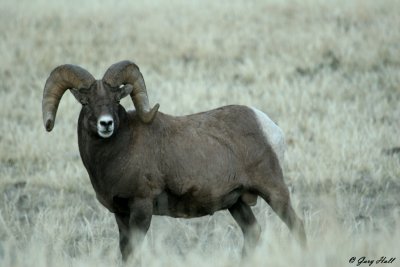 Big Horn Ram 6.jpg