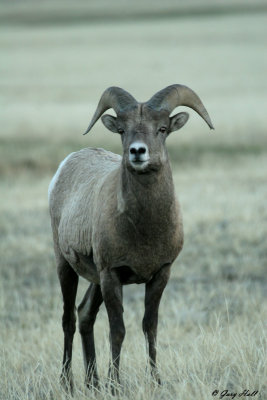 Big Horn Ram 7.jpg