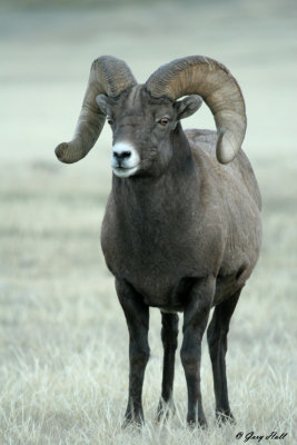 Big Horn Ram 8.jpg