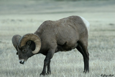Big Horn Ram 9.jpg