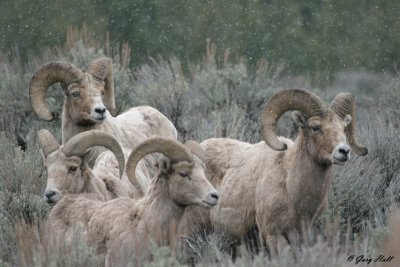 Big Horn Rams.jpg