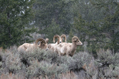 Big Horn Rams 2.jpg