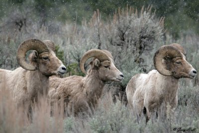 Big Horn Rams 3.jpg