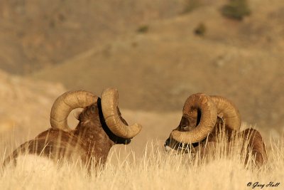Big Horn Rams 4.jpg