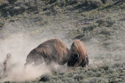 Bison Bulls Fighting 2.jpg