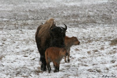 Bison  Calves.jpg