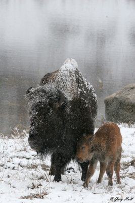 Bison  Calf 2.jpg