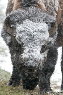 Bison Bull 2.jpg
