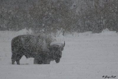 Bison Bull in Snowstorm.jpg