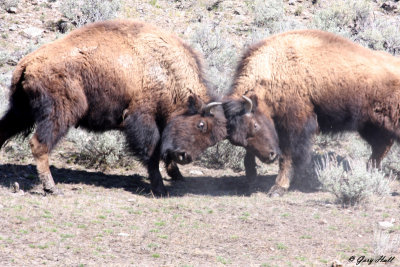 Bison Bulls Fighting.jpg