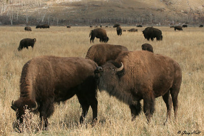 Bison Herd.jpg