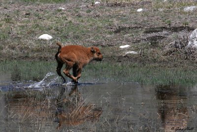 Frolicking Calf.jpg