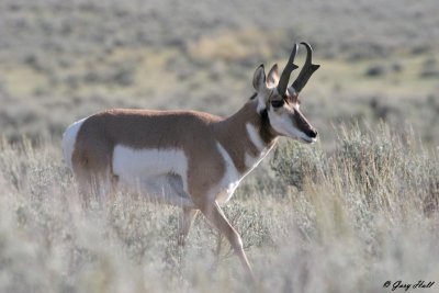 Pronghorn 3.jpg