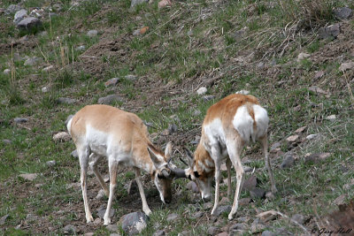 Pronghorn 5.jpg