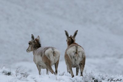 Pronghorn 6.jpg