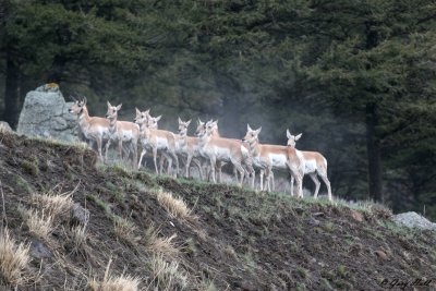 pronghorn