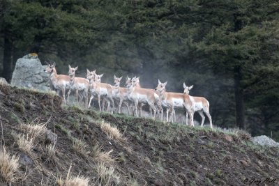 Pronghorn - Yellowstone.jpg