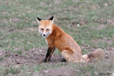 Red Fox 2.jpg