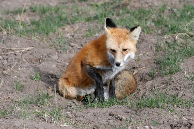 Red Fox 3.jpg