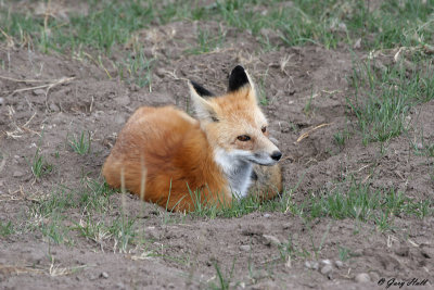 Red Fox 4.jpg