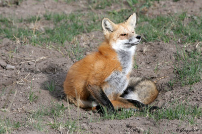 Red Fox 5.jpg