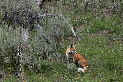 Red Fox 6.jpg