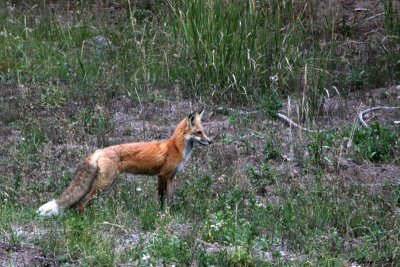 Red Fox 7.jpg