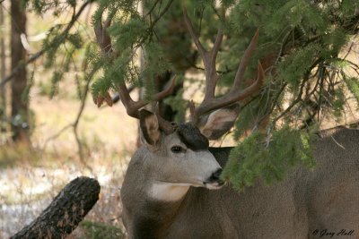 Mule Deer Buck.jpg