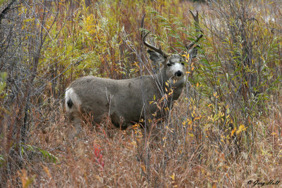 Mule Deer Buck 3.jpg