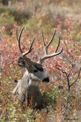 Mule Deer Buck 4.jpg