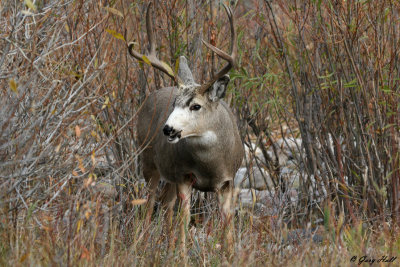 Mule Deer Buck 5.jpg
