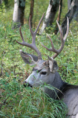 Mule Deer Buck 6.jpg