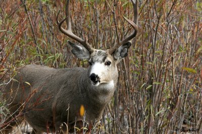 Mule Deer Buck 7.jpg