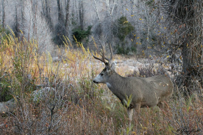 Mule Deer Buck 8.jpg