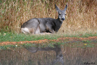 Mule Deer Doe.jpg