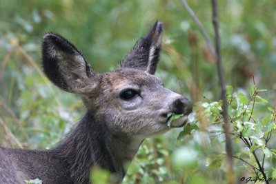 Mule Deer Fawn.jpg