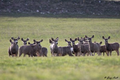 Mule Deer Herd.jpg