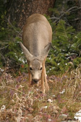 mule_deer