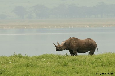 Black Rhino - Ngorongoro Crater Tanzania 2.jpg